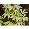 Acer Ukigumo (1)