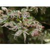 Acer palmatum 'Ukigumo'