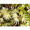 Acer Ukigumo