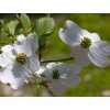 cornus florida