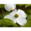 Cornus North Star