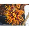 Hamamelis Aphrodite (1)