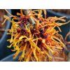 Hamamelis Aphrodite (2)