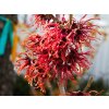 Hamamelis Diane(2)
