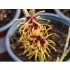 Hamamelis Feurzauber (2)