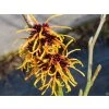Hamamelis Feurzauber (1)