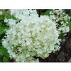 Hydrangea Ilvobo (1)