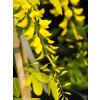Laburnum alpinum Aureum (2)