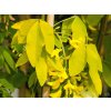 Laburnum alpinum Aureum