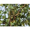 B��za b�lokor� 'Spider Alley' (Balen� kontejner C43, Tvar strom, v��ka 180-200 cm)