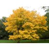 lutea3