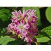 Deutzia hybrida 'Strawberry Fields' (2)