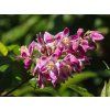 Deutzia hybrida 'Strawberry Fields' (1)
