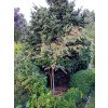 72480 zelkova pilovita variegata