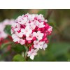 Viburnum Aurora (1)