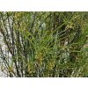 Rhamnus Fine Line (1)