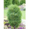 Kru�ina ol�ov� 'Fine Line' (Balen� kontejner C90, Tvar ke�, v��ka 220-240 cm)
