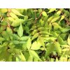 rhus