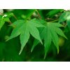 Acer Palmatum 1a