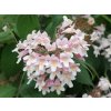amabilis
