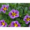 violet