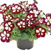 petunia lightning sky