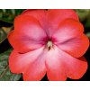 cerise