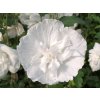 white chiffon