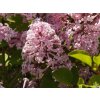 Syringa Palibin (2)