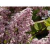 Syringa Palibin (3)