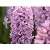 Hyacint 'Splendid Cornelia' (Balení cibule 14/15 - 5 ks)