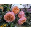 Růže 'Barock®' (Balení kontejner C2)