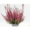 Calluna vulgaris Selly (1)