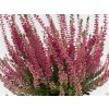 Calluna vulgaris Selly