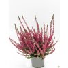 Calluna vulgaris Selly (2)