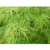 acer palmatum dissectum viridis tree p350 6132 image
