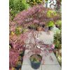 Javor dlanitolist� �Tamukeyama� (Balen� kontejner C30, Tvar ke�/strom, v��ka 100-120 cm)