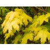 Acer platanoides Golden Globe