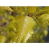 betula pendula golden obelisk
