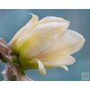 Magnolia Hot Flash