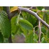 carpinus pendula