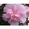 80112 2 80112 2 80112 2 80112 2 pink chiffon