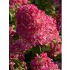 Hortenzie latnatá Diamant Rouge 'Rendia' PBR