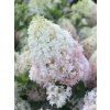 Hortenzie latnatá Magical Sweet Summer 'Bokrath'