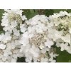 Hortenzie latnatá 'White Month'