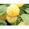 yellow sugana