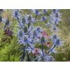 Máčka plocholistá 'Blaukappe' - Eryngium planum 'Blaukappe'