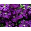violete