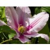 Clematis Rosamunde (5)
