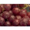 Réva vinná 'Swenson Red'